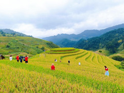 Kỳ thú ruộng bậc thang mâm xôi La Pán Tẩn