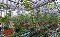 "Méo mặt" vì... lan đột biến