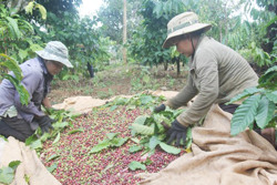 Doanh nghiệp cà phê “khát” vốn cho niên vụ mới