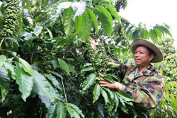 Thị xã Buôn Hồ tập trung phát triển cây trồng chủ lực