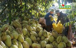 Nông dân Ðắk Nông mong có mã vùng trồng sầu riêng