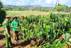 Cảnh báo tội phạm trong mùa thu hoạch cà phê