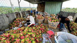 Trái cây tăng giá, nhà vườn vui mừng