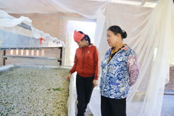 Nâng cao hiệu quả kinh tế nhờ trồng dâu nuôi tằm