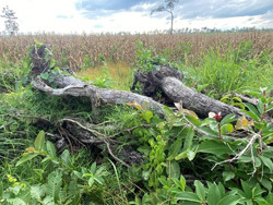 Đắk Lắk: Doanh nghiệp nhận dự án cải tạo bảo vệ rừng nhưng lại phá rừng