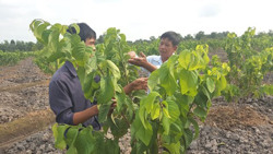 Hướng đến nền nông nghiệp thông minh