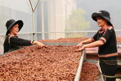 Phát triển bền vững vùng Tây Nguyên: Kỳ vọng từ những động lực mới