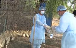 Bộ Nông nghiệp ra công điện khẩn phòng chống cúm gia cầm lây sang người