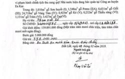 Vụ bất thường trong bán đấu giá gỗ: Không phạm tội (?!)