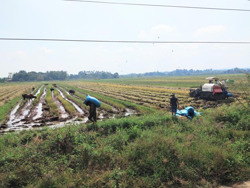 Những biện pháp cần thiết cho sản xuất lúa vụ đông xuân 2022 – 2023