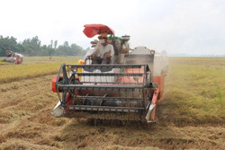 Hỗ trợ 100 triệu USD không lãi suất giúp nông dân trồng lúa