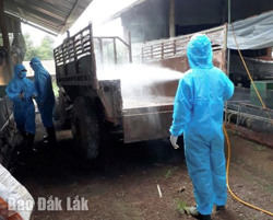 Tăng cường phòng, chống cúm gia cầm sau khi phát hiện ca cúm A(H5)