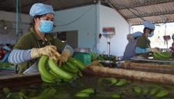 Cơ hội cho trái chuối