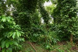 Cần chấn chỉnh hiện tượng chặt bỏ cà phê xen canh sầu riêng