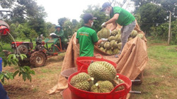 Sản xuất “sạch”