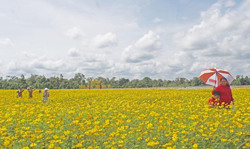 Rực rỡ sắc màu “Cánh đồng hoa Ban Mê”