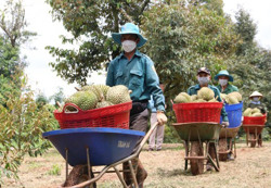 Sầu riêng xuất khẩu chính ngạch: Nông dân “được” gì?