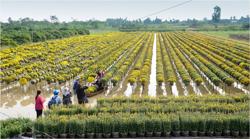 Hồi hộp mùa hoa, trái Tết