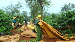 Mưu sinh theo những mùa cà phê