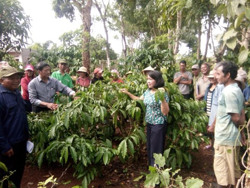 Trồng xen cũng phải tuân thủ đúng quy trình kỹ thuật