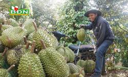 Ðắk Mil xúc tiến cấp mã vùng trồng sầu riêng