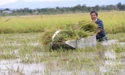 Khoảng 1.400ha cây trồng bị ngã, đổ, ngập nước do bão Noru