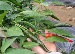 Bất ngờ khi Việt Nam nhập ớt Trung Quốc, tồn dư hóa chất diệt côn trùng