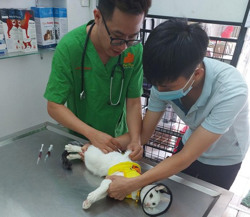 Tiềm ẩn nguy cơ bùng phát bệnh dại trên địa bàn