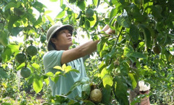 Chanh dây xuất khẩu chính ngạch sang Trung Quốc: Cần một cuộc “cải tổ”