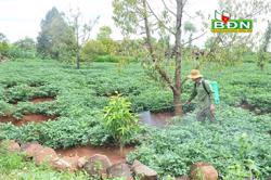 Bảo vệ cây trồng hiệu quả bằng biện pháp sinh học