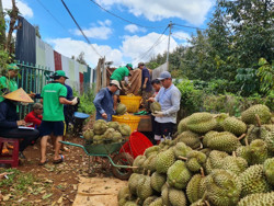 Người dân "té ngửa" khi vườn sầu riêng của nhà lại cấp mã vùng cho doanh nghiệp xuất khẩu Trung Quốc