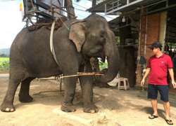 Phê duyệt Dự án hỗ trợ kỹ thuật chuyển đổi sang mô hình du lịch thân thiện với voi