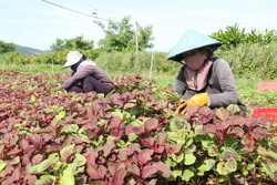 Phát triển nông nghiệp hữu cơ: Vẫn còn nhiều "nút thắt"