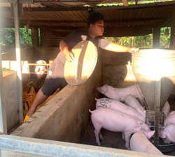 Cậu học trò... chăn nuôi heo giỏi