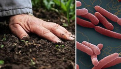 Đề phòng mùa cao điểm của bệnh Whitmore