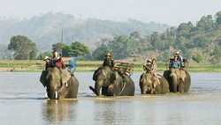 Chi 55 tỷ đồng để chấm dứt du lịch cưỡi voi tại Đắk Lắk
