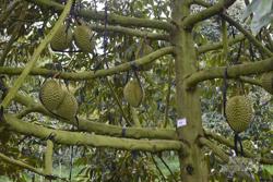 Sầu riêng nghịch vụ hiệu quả gấp đôi