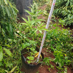 Công an huyện Krông Năng: Xử lý 1 trường hợp trồng trái phép cây cần sa