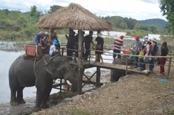 "Tháo gông" cho đàn voi nhà
