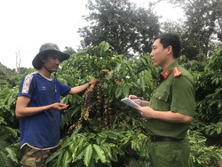 Giữ bình yên mùa thu hoạch cà phê