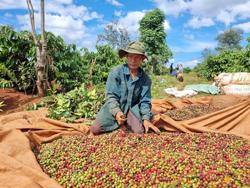 Ngân hàng thắt tín dụng, doanh nghiệp và người trồng cà phê điêu đứng