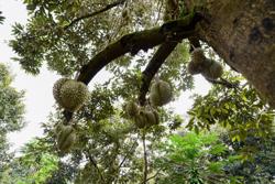 Nông sản Việt Nam lên giá nhanh, rớt giá cũng nhanh