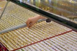 Giá vàng hôm nay 19-11: Vàng trong nước chịu áp lực giảm giá