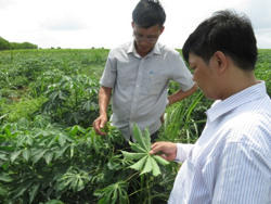 Bảo vệ vùng nguyên liệu sắn trước nguy cơ dịch bệnh