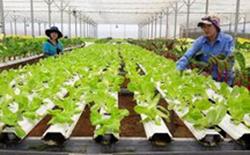 Khó tiếp cận chính sách hỗ trợ nông nghiệp hữu cơ