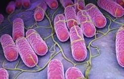 Vi khuẩn salmonella nguy hiểm thế nào?