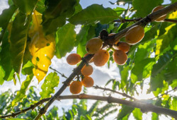 Độc đáo cà phê vàng