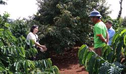 Bồi bổ, lấy lại 'sức khỏe cây trồng' cho Tây Nguyên