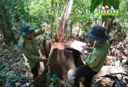 Trong 11 tháng, Đắk Nông xảy ra 308 vụ phá rừng