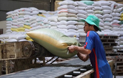 Xuất khẩu gạo: Cơ hội 'vàng' để tăng tốc